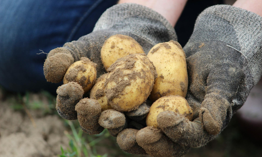 KROMPIR ĆE RODITI KAO LUD AKO OVO URADITE U JULU Plamenjača neće imati šanse!