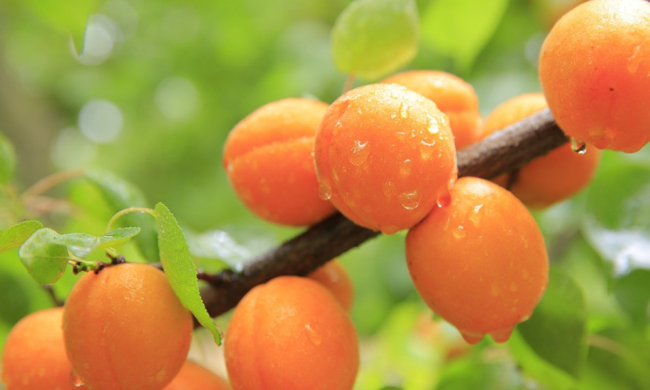 OBE SU PUNE VITAMINA, ALI JEDNA POBEĐUJE Evo šta je zdravije – breskve ili kajsije