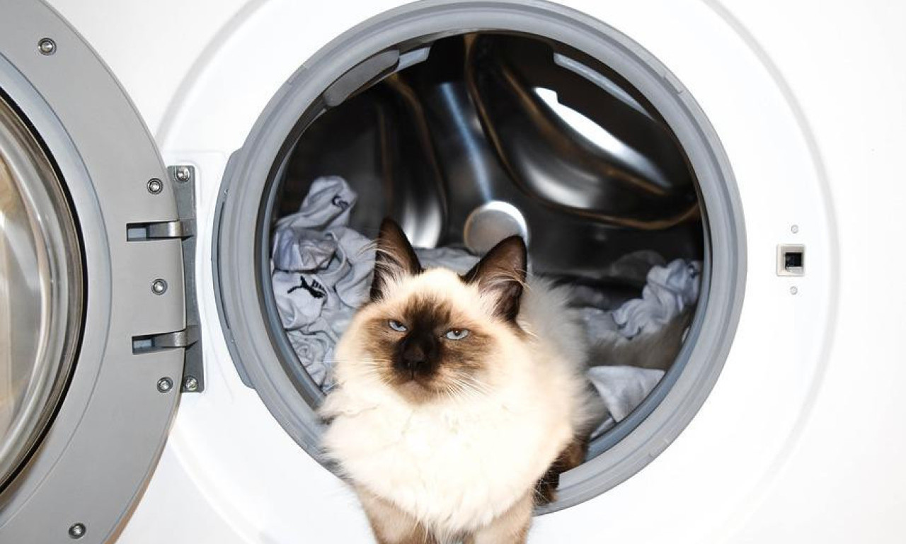 ŽIVITE SAME, A ŽELITE MAČKU? Ove 3 rase dobro podnose samoću dok ste na poslu