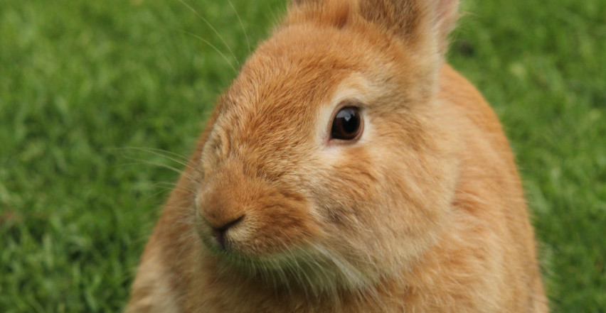 ZEČEVI VAM UNIŠTAVAJU BAŠTU? Evo kako da ih oterate i sačuvate biljke jednom zauvek
