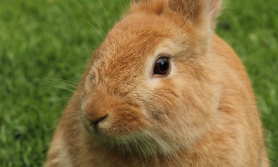 ZEČEVI VAM UNIŠTAVAJU BAŠTU? Evo kako da ih oterate i sačuvate biljke jednom zauvek