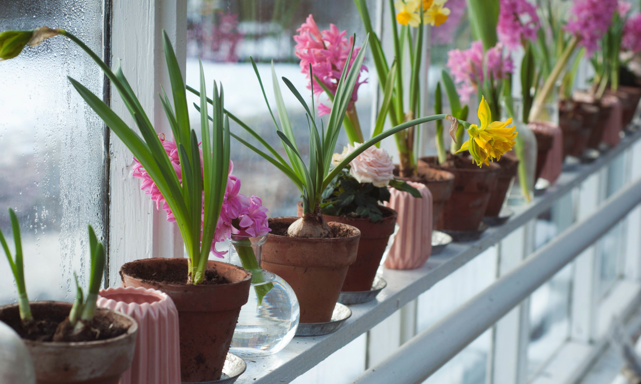 ZUMBUL NIJE SAMO UKRAS Ovaj mirisni cvet tera bubašvabe i komarce, a ima i posebno značenje