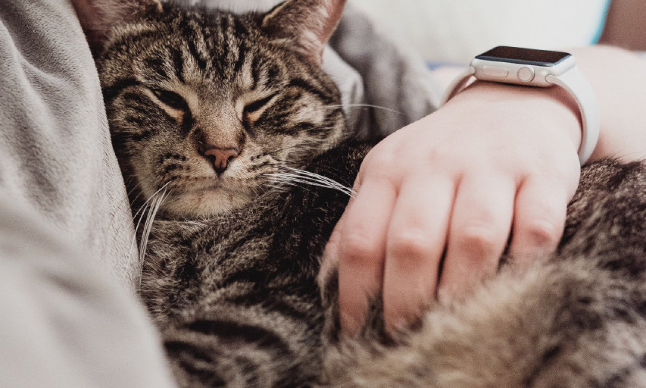 ZAŠTO MAČKA ZATVARA OČI TOKOM MAŽENJA Mali gest koji otkriva veliko poverenje!