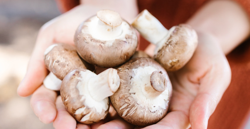 TAJNE DOBRIH PEČURAKA Kako da ih pravilno očistite i pripremite!