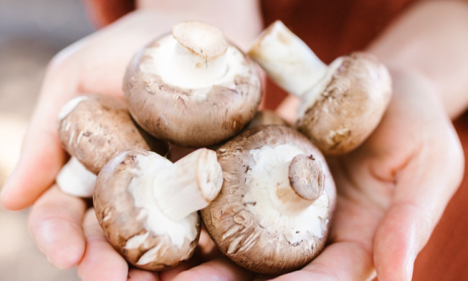 TAJNE DOBRIH PEČURAKA Kako da ih pravilno očistite i pripremite!