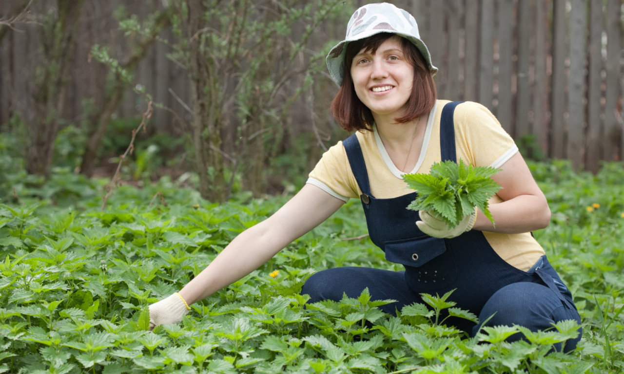 SAD SE BERE A SVI JE PRESKAČU Mlada kopriva je vitaminska bomba – evo kako da je spremite!