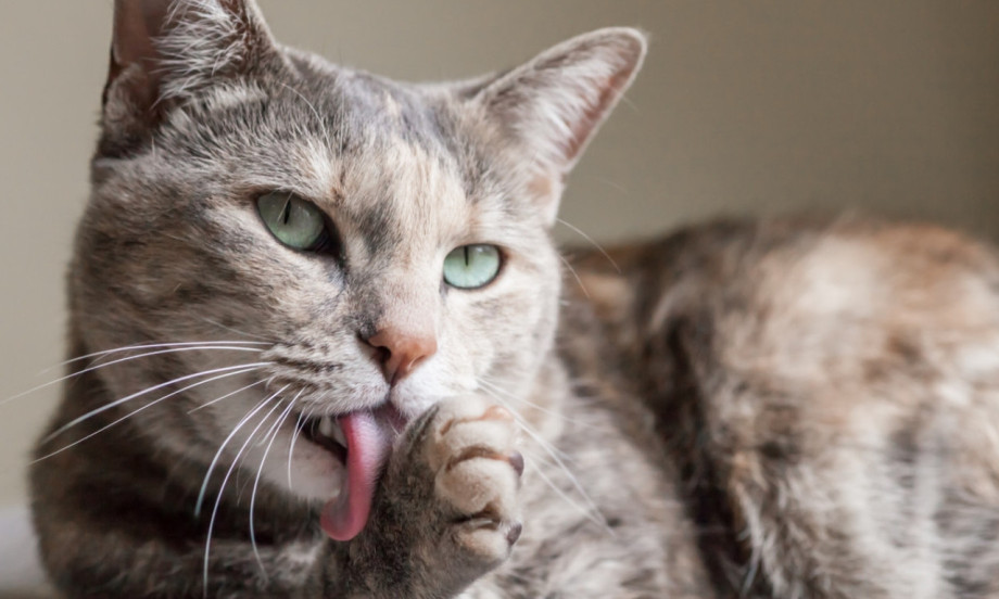 PET NAJVEĆIH ZABLUDA O MAČKAMA Istina koja će vas iznenaditi!