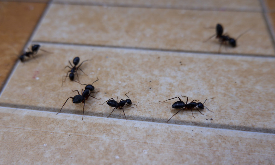 /data/images/2023-09-03/61698_crni-mravi-na-plocicama_kf.jpg MRAVI POBEGLI PRE NEGO ŠTO STE TREPNULI Domaći trik sa jednim začinom koji svi imate u kući