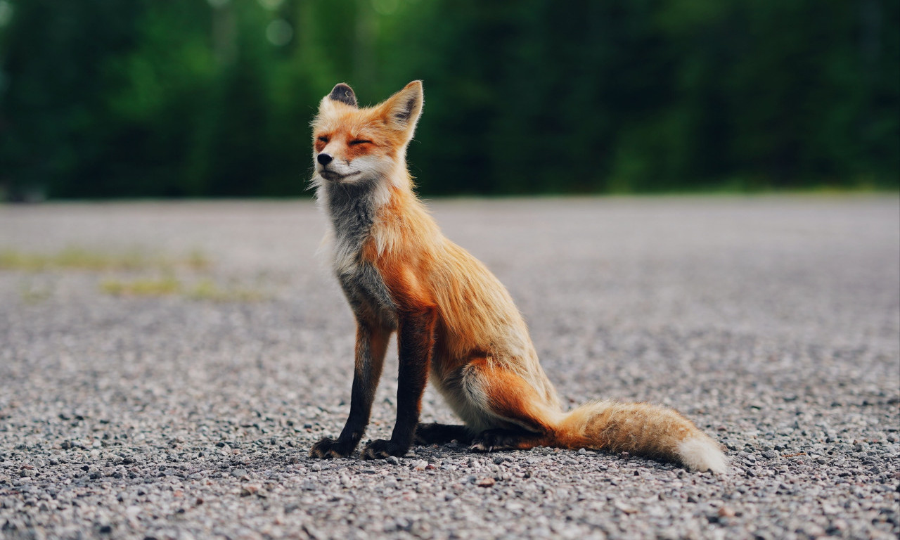 ASTROLOŠKA TAJNA KARAKTERA Evo koja ste životinja prema mesecu rođenja!