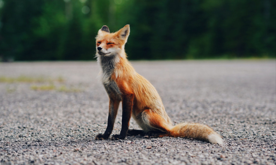 ASTROLOŠKA TAJNA KARAKTERA Evo koja ste životinja prema mesecu rođenja!