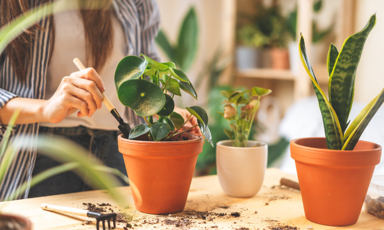 NEUNIŠTIVI TRIO Tri sobne biljke koje preživljavaju i kada ih svi zaborave