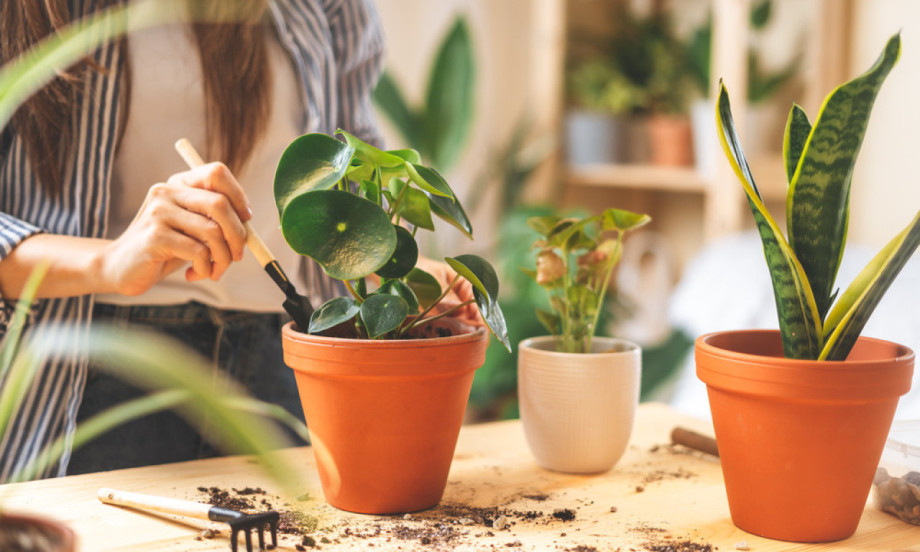 NEUNIŠTIVI TRIO Tri sobne biljke koje preživljavaju i kada ih svi zaborave