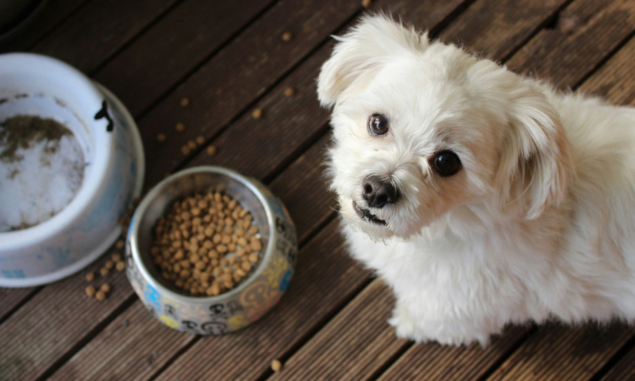 OPREZ! Evo kojih 10 namirnica psi nikako ne smeju da jedu!