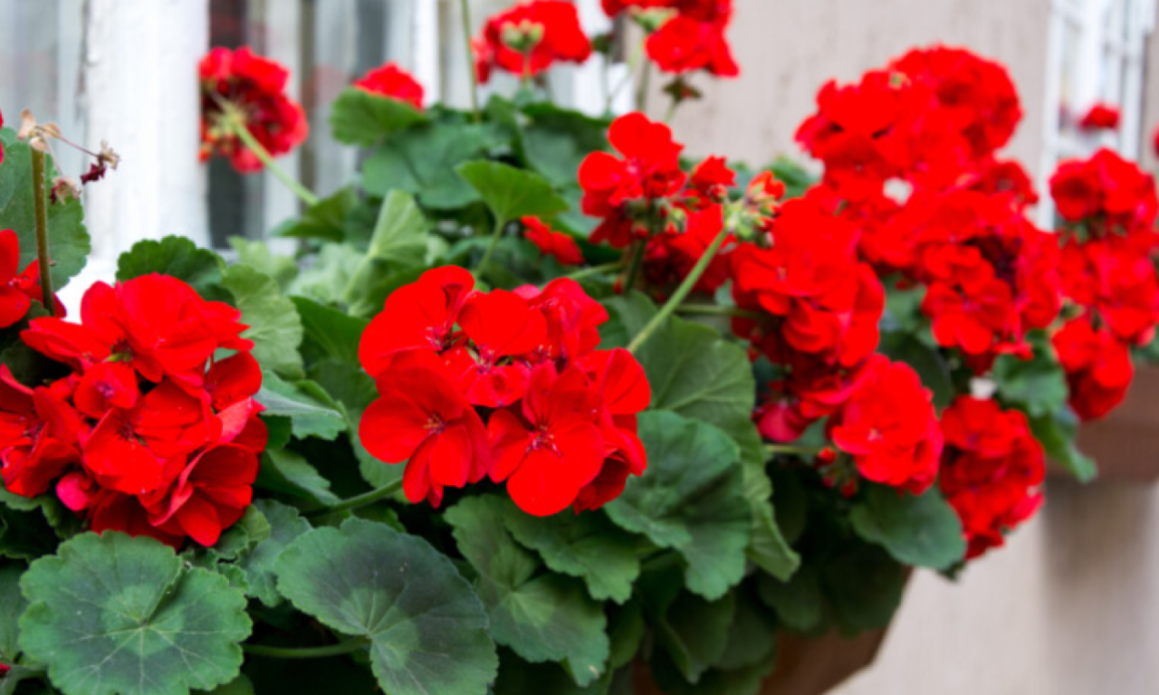 BALKON VAM JE CEO DAN NA SUNCU? Ovo cveće će cvetati kao ludo i pretvoriti ga u malu oazu