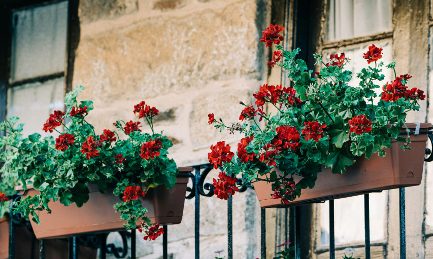 MALA TERASA, VELIKI RAJ Ovo cveće i biljke uspevaju i na najmanjem prostoru