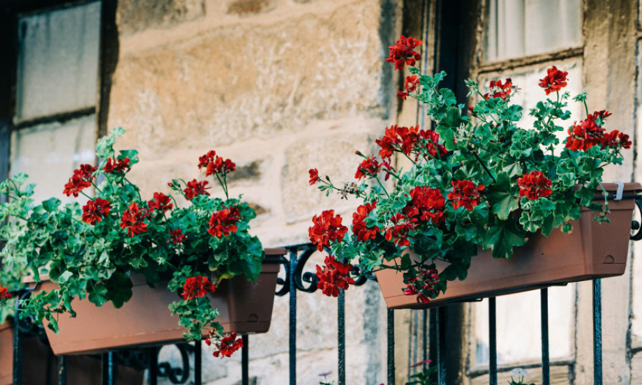 MALA TERASA, VELIKI RAJ Ovo cveće i biljke uspevaju i na najmanjem prostoru