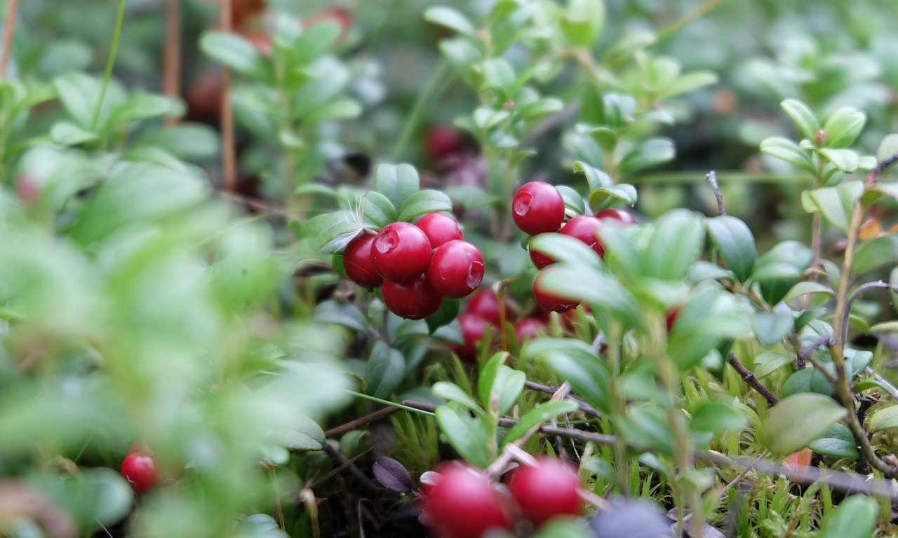 BOBICA KOJA PODMLAĐUJE MOZAK I SRCE Na svakom su koraku, primetite ih sledeći put!