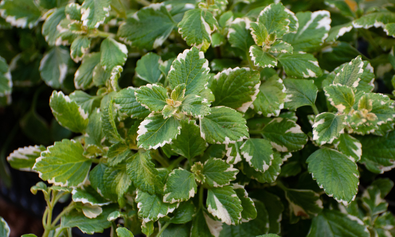 ZASADITE OVU BILJKU I NEĆETE SE POKAJATI Veruje se da štiti dom i unosi pozitivnu energiju