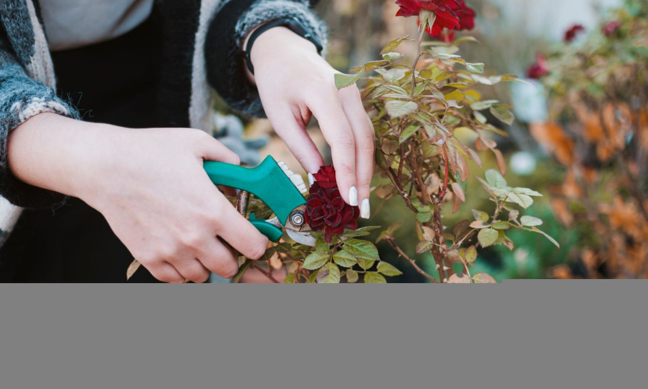AKO NE OREŽETE RUŽE NA VREME – NEMA CVETA Evo kada i kako da ih sečete za pun cvet!