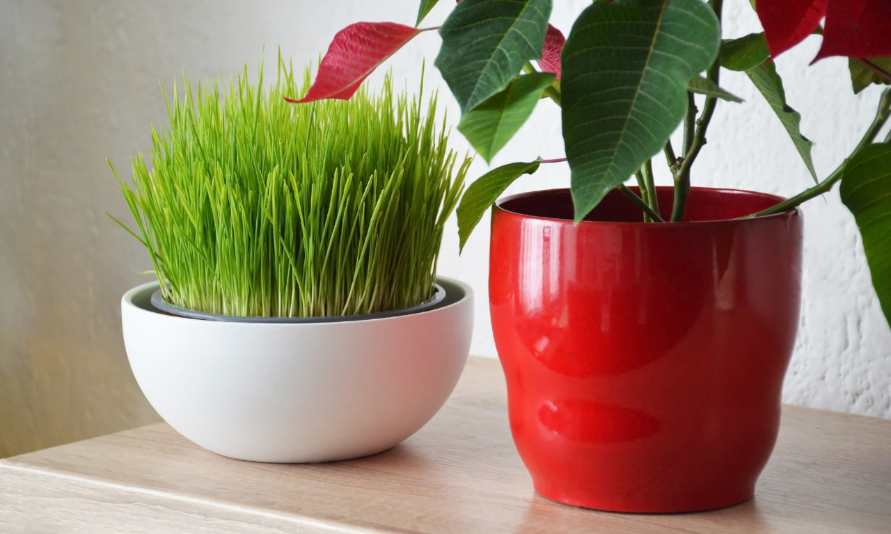 DANAS SE SEJE PŠENICA Veruje se da ovaj običaj na Svetu Varvaru donosi sreću i napredak!