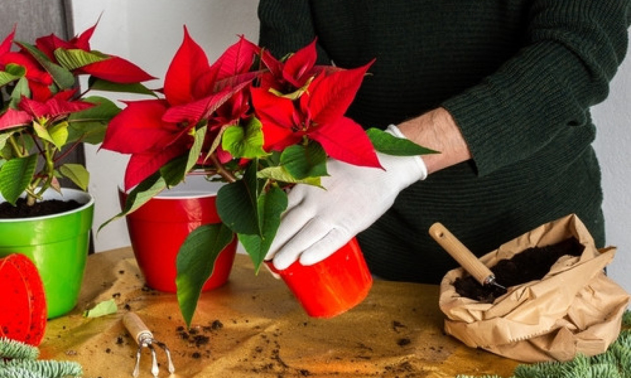 KAKO KUPITE BOŽIĆNU ZVEZDU, ONA SE OSUŠI Nemojte je bacati, može da traje godinama - evo i kako!