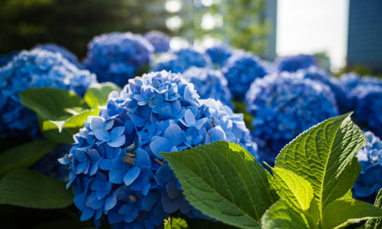 HORTENZIJE Zašto je jesen pravo vreme za sadnju i kako da vam cvetaju kao iz bajke