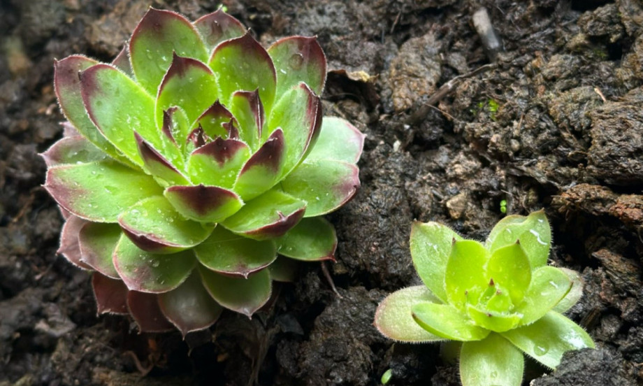 BILJKA ZA DUG I ZDRAV ŽIVOT Čuvarkuća traži samo ovo da bi trajala godinama