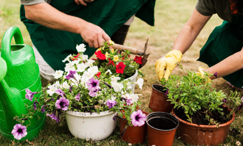 7 OTPORNIH TRAJNICA KOJE SE SADE U MARTU Za baštu koja izgleda kao iz bajke, a ne traži mnogo rada