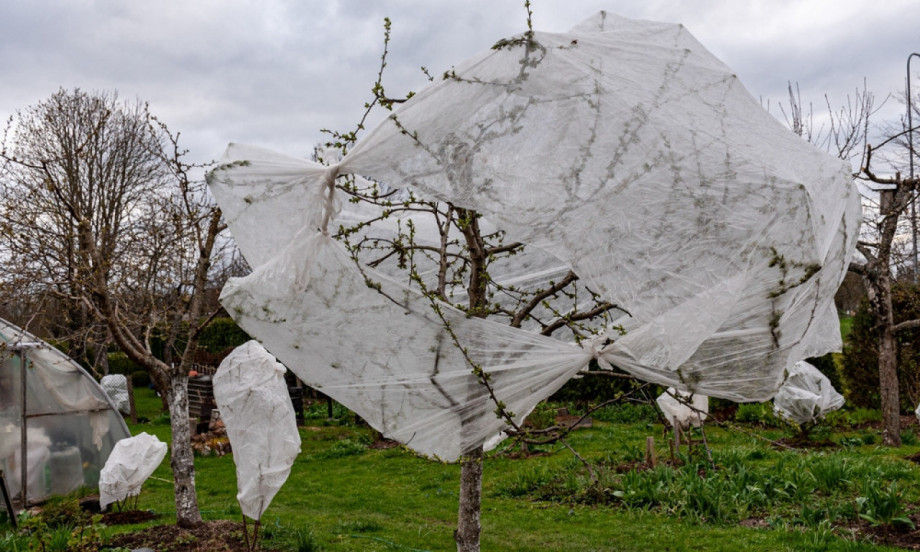 MRAZ U MARTU KAD VOĆE CVETA Evo kako da spasete rod dok još nije kasno