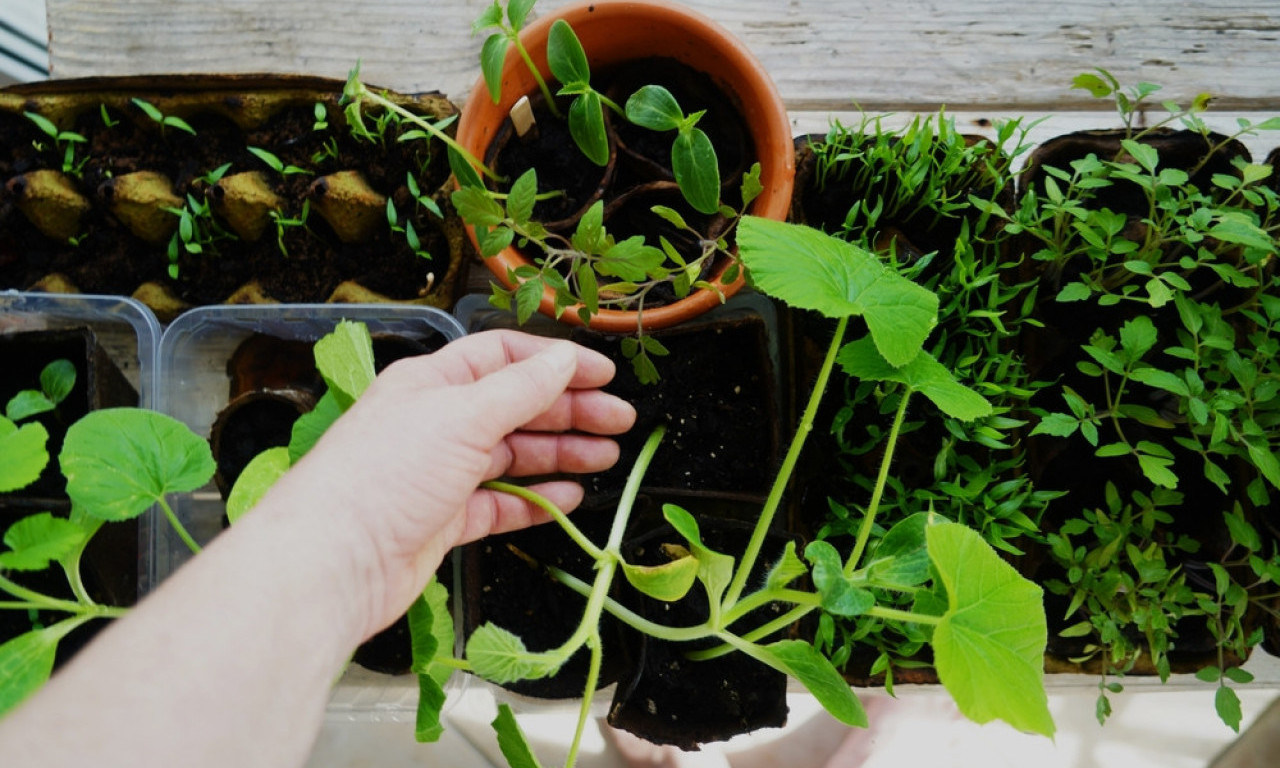 NE NIČE NIŠTA IZ ZEMLJE? Ovo su razlozi zbog kojih seme ne klija