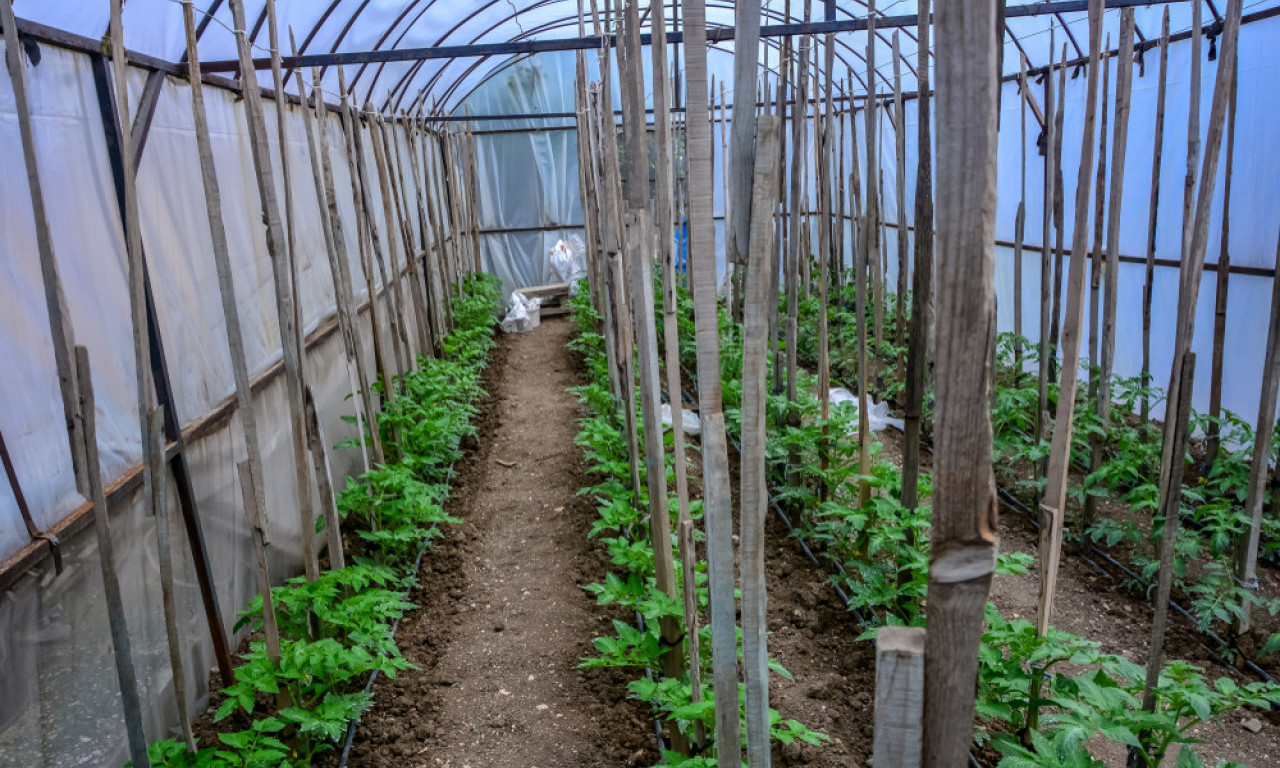 SUNCE JE GRANULO, MOTIKE U RUKE Ovo povrće možete bez straha da zasadite već u februaru