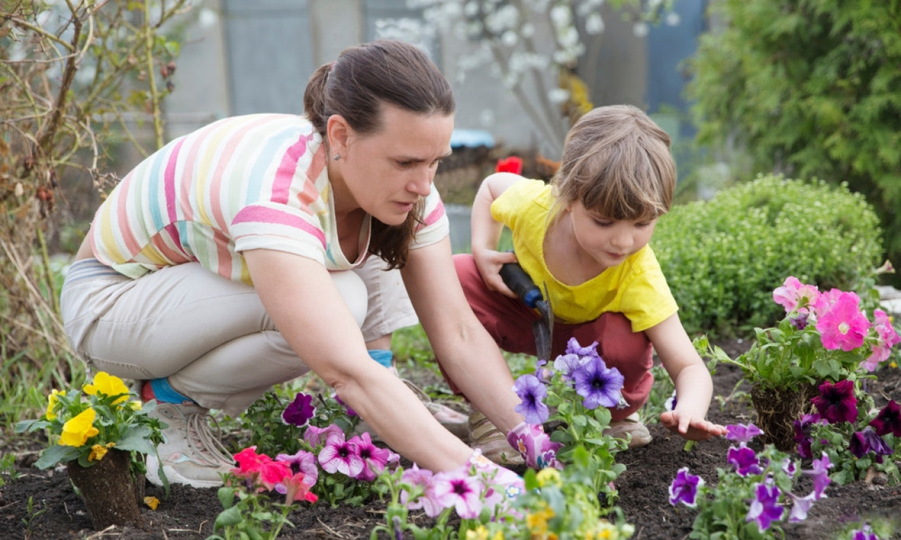 POSADITE IH SADA I GODINAMA UŽIVAJTE Ovo su najlepše trajnice za svaki vrt