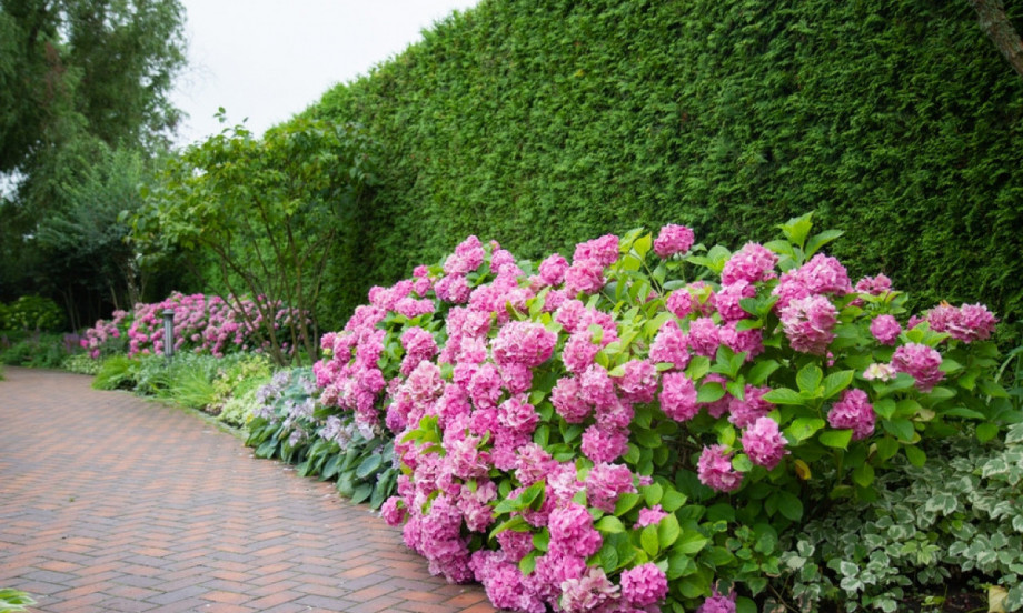 KRPELJI NE PODNOSE OVO CVEĆE Prirodna zaštita za dvorište i baštu