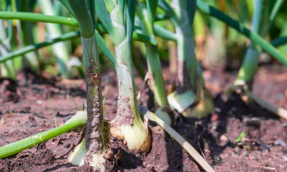 KINESKA METODA SADNJE LUKA Raste kao iz vode, a glavice krupne i zdrave!