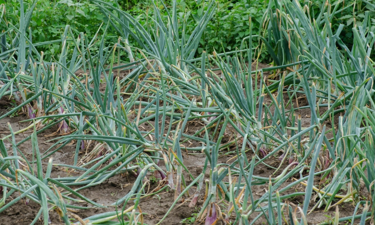 LUK VENE I PROPADNE PREKO NOĆI Evo šta ga uništava i kako da ga spasete