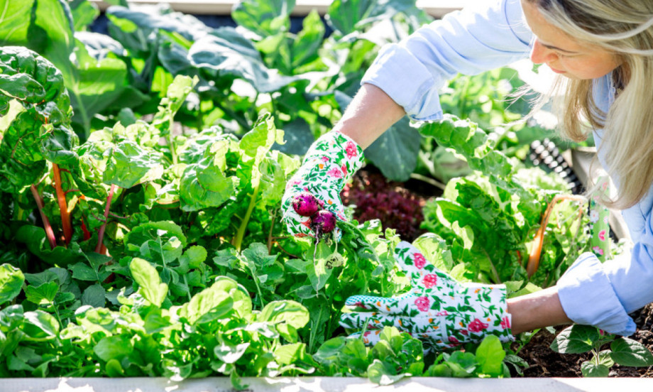 SVI PRAVE OVU GREŠKU U APRILU! Posle se čude što im bašta ne cveta