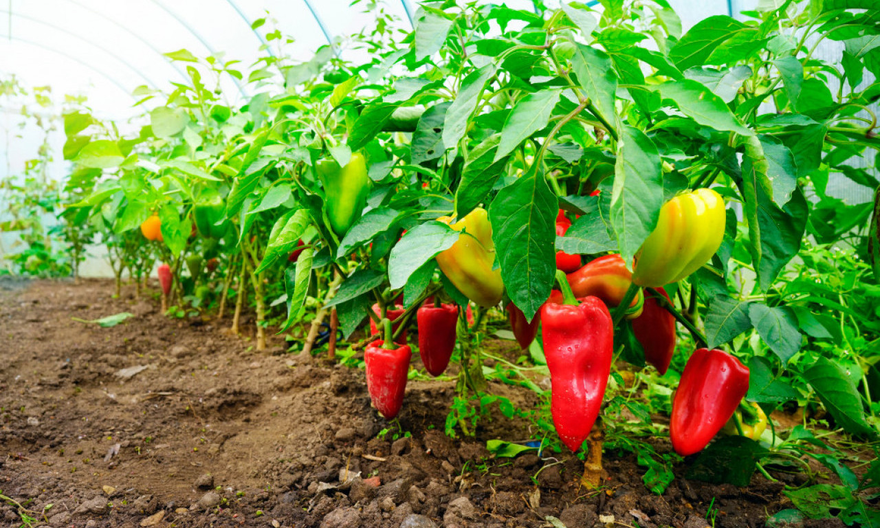 SIPAJTE OVO U PAPRIKU I PARADAJZ Napravite domaće đubrivo od kog plod ima da rađa kao lud