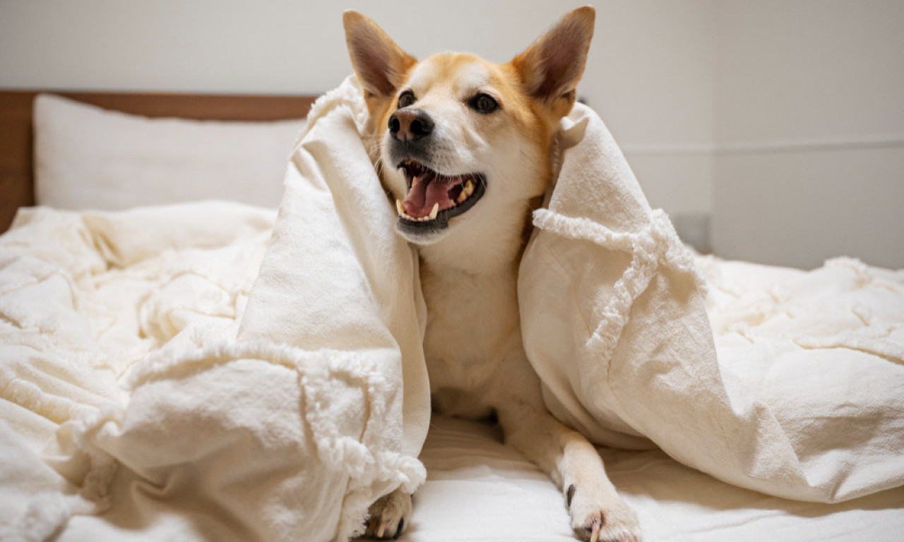 EVO KAKO PRAVILNO OČISTITI UŠI PSA Najvažniji saveti za zdravlje vašeg ljubimca!