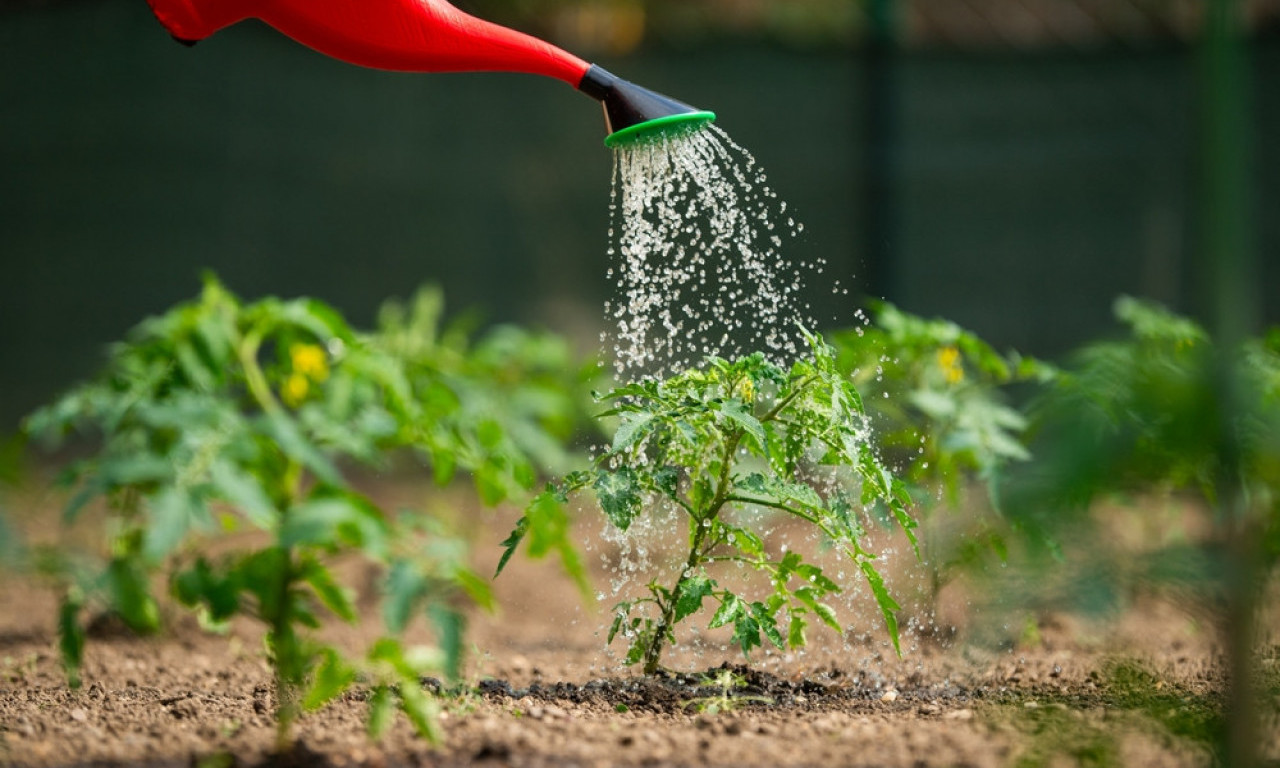 ZALIJTE PARADAJZ I KRASTAVAC OVIM RASTVOROM Rađaće kao ludi i biće puni plodova!