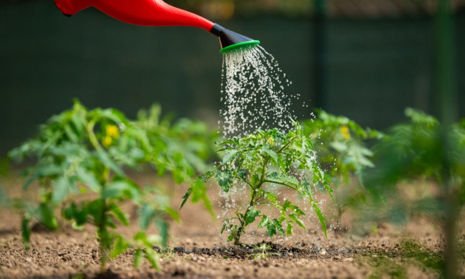ZALIJTE PARADAJZ I KRASTAVAC OVIM RASTVOROM Rađaće kao ludi i biće puni plodova!