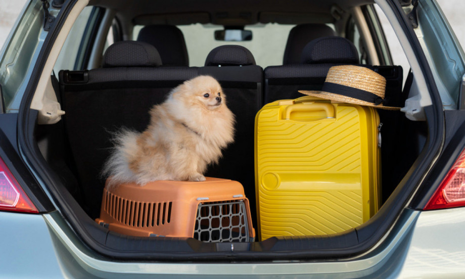 PUTUJTE S LJUBIMCEM BEZ STRESA Donosimo vam savete i trikove za srećan i miran odmor!