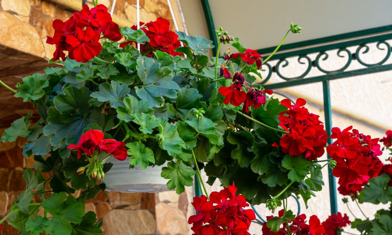 PRE NEGO IZNESETE MUŠKATLE: Evo šta morate da znate da bi cvetale celo leto