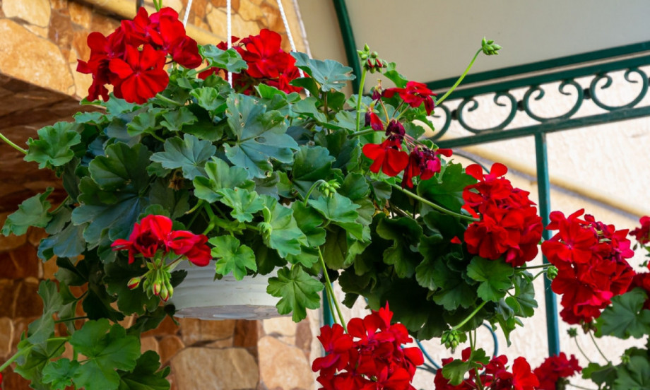 PRE NEGO IZNESETE MUŠKATLE: Evo šta morate da znate da bi cvetale celo leto