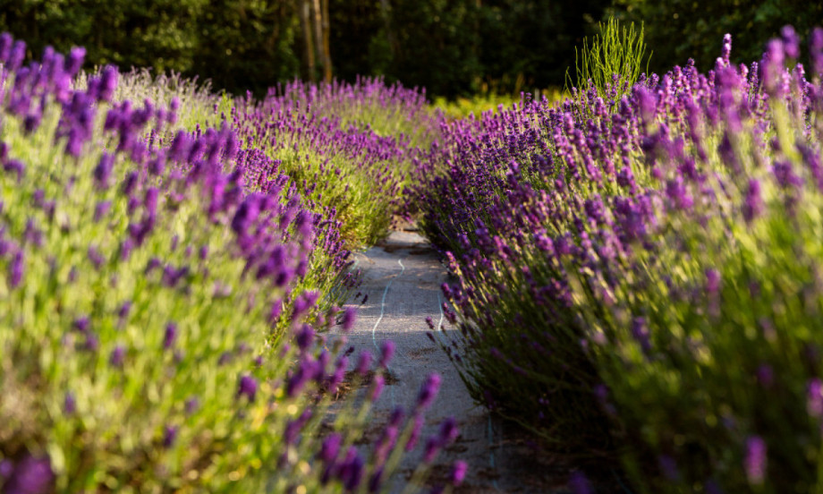 DA VAŠA LAVADNA BUDE LEPŠA OD KOMŠINICINE! Kažu u martu joj dodajte ovo i ima da buja i cveta kao blesava