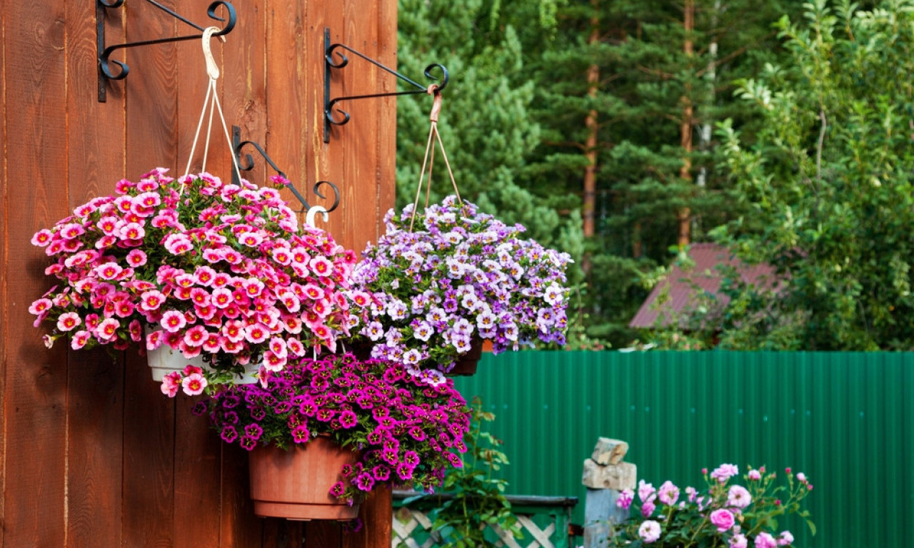 ZABORAVLJATE DA ZALIJETE BILJKE? Ovih 5 vrsta uspeva i bez mnogo brige!