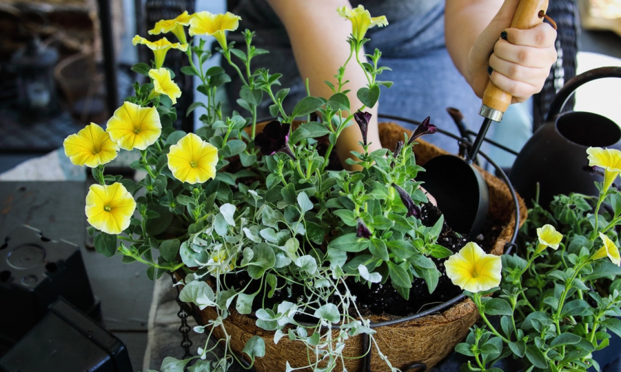 OVO UNIŠTAVA BILJKE, DOSLOVNO Ne stavljajte ovo na dno saksije – pravi problem!