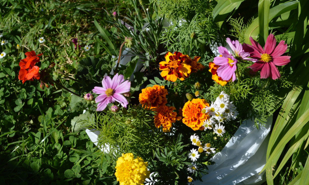 CVEĆE KOJE SE SADI KRAJEM LETA Ima posla ko hoće da radi - da mu cveta do kasne jeseni!