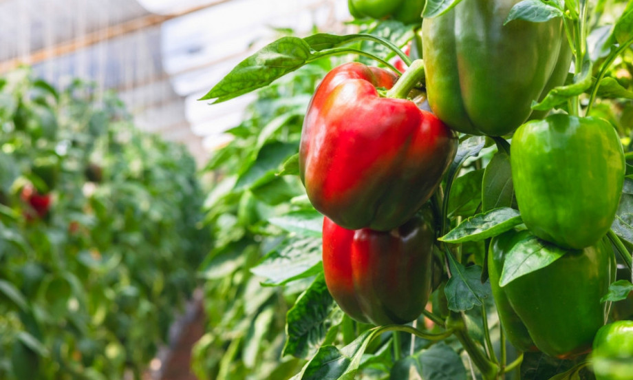 PAPRIKA ĆE BITI PUNA KRUPNIH PLODOVA: Evo kako se pravilno vezuje da se ne lomi i rodi kao nikada
