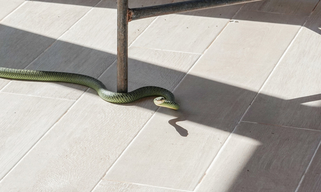ZMIJE SE BUDE I DOLAZE U DVORIŠTA Jedna stvar ih privlači kao magnet, a trikovi da ih oterate su genijalni i besplatni