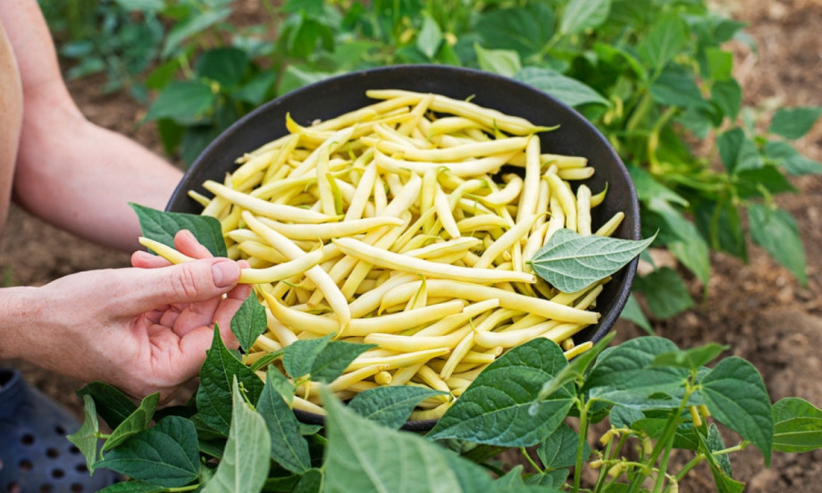 BORANIJA RAĐA DUPLO VIŠE AKO OVO URADITE Pet pravila setve koje mnogi preskoče, pa ostanu bez roda